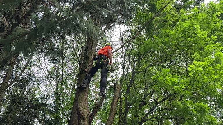 How Our Tree Care Process Works  in Pennington Gap, VA